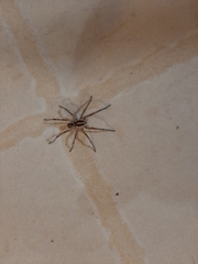 Lycosidae