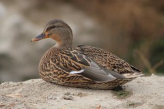 Anas platyrhynchos
