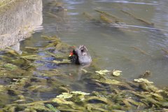 Gallinula tenebrosa tenebrosa
