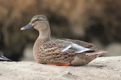 Anas platyrhynchos