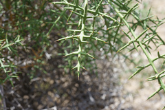 Colletia spinosissima