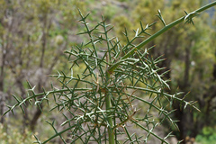 Colletia spinosissima