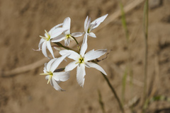 Leucocoryne violacescens