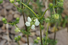 Loasa prostrata