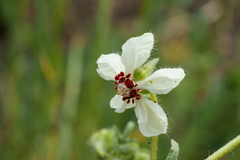 Loasa prostrata