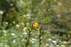 Berberis montana