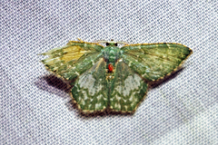 Chloropteryx dealbata