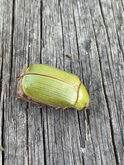 Xylonichus eucalypti