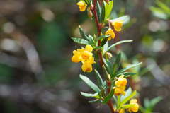 Berberis montana