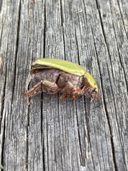 Xylonichus eucalypti