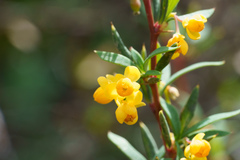 Berberis montana