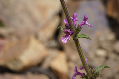 Stachys philippiana