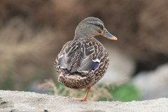 Anas platyrhynchos
