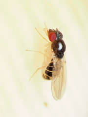 Mycodrosophila