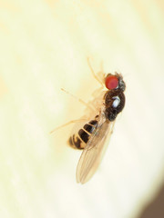 Mycodrosophila