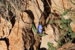 Commelina ensifolia