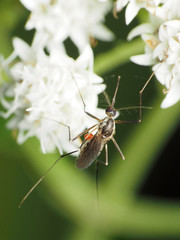 Eastern Treehole Mosquito