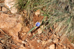 Commelina ensifolia