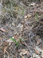 Spiranthes magnicamporum