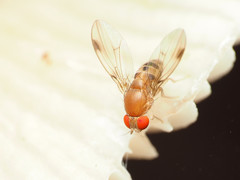 Leucophenga varia