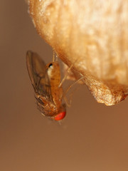 Drosophila tripunctata