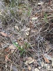 Spiranthes magnicamporum
