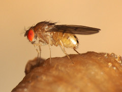 Drosophila tripunctata