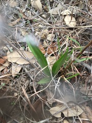Spiranthes magnicamporum