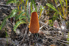 Banksia gardneri