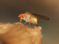 Drosophila tripunctata