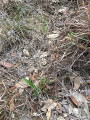 Spiranthes magnicamporum