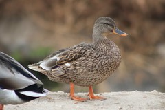 Anas platyrhynchos