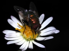 Lucilia illustris