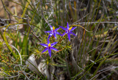 Calectasia