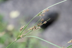 Fimbristylis thomsonii