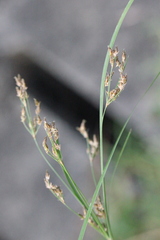 Fimbristylis thomsonii