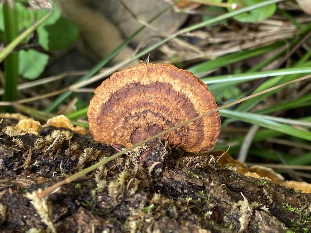 Mustard Yellow Polypore from Colbert Ferry Park, Natchez Trace Pkwy