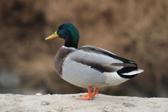 Anas platyrhynchos