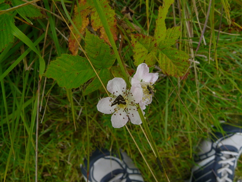Pyrausta nigrata