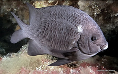 Parma alboscapularis