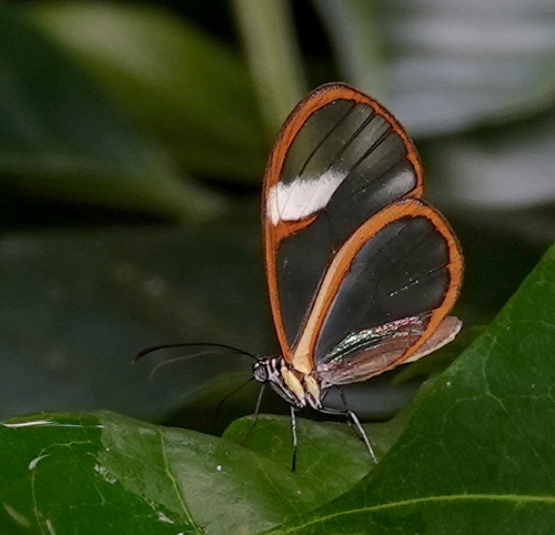 Mariposa cristal naranja