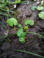 Dichondra repens