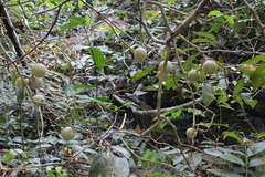 Chrysobalanaceae
