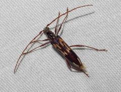 Coptocercus rubripes