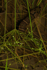 Homalopsis buccata