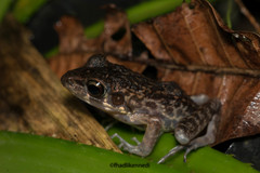 Pulchrana baramica