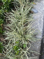 Ophiopogon jaburan