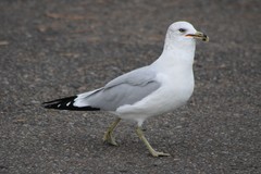 Larus delawarensis