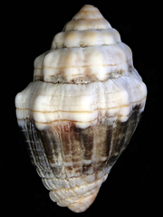 Orphanopusia patriarchalis