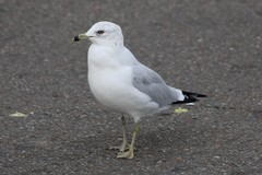 Larus delawarensis